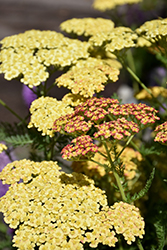 Rainbow Tricolor Yarrow (Achillea millefolium 'Rainbow Tricolor') at Lakeshore Garden Centres
