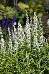 Icicle Speedwell (Veronica spicata 'Icicle') at Lakeshore Garden Centres