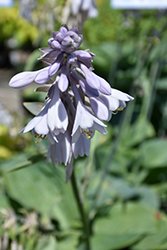 Eola Sapphire Hosta (Hosta 'Eola Sapphire') at Lakeshore Garden Centres