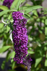 RoyalRazz Butterfly Bush (Buddleia davidii 'SRPbudroy') at Lakeshore Garden Centres