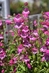 Red Rocks Beard Tongue (Penstemon x mexicali 'Red Rocks') at Peter Knippel Garden Centre
