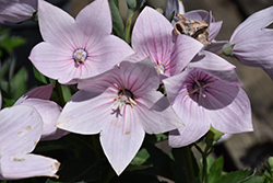 Astra Pink Balloon Flower (Platycodon grandiflorus 'Astra Pink') at Peter Knippel Garden Centre