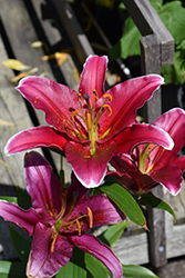 Cobra Lily (Lilium 'Cobra') at Lakeshore Garden Centres