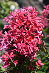 Cleopatra Garden Phlox (Phlox paniculata 'Cleopatra') at Lakeshore Garden Centres