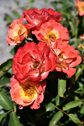 Coral Cove Rose (Rosa 'Coral Cove') at Lakeshore Garden Centres