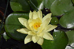 Joey Tomocik Hardy Water Lily (Nymphaea 'Joey Tomocik') at Lakeshore Garden Centres