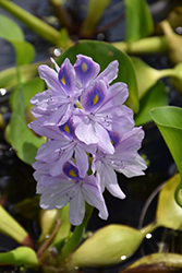 Water Hyacinth (Eichhornia crassipes) at A Very Successful Garden Center