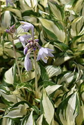 Loyalist Hosta (Hosta 'Loyalist') at A Very Successful Garden Center