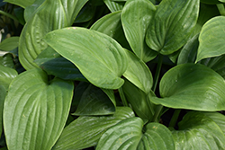 Humpback Whale Hosta (Hosta 'Humpback Whale') at A Very Successful Garden Center