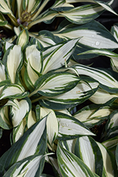 High Society Hosta (Hosta 'High Society') at Lakeshore Garden Centres