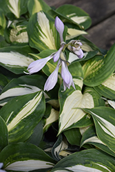 Half And Half Hosta (Hosta 'Half And Half') at Lakeshore Garden Centres
