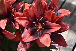 Lily Looks Tiny Shadow Lily (Lilium 'Tiny Shadow') at Lakeshore Garden Centres