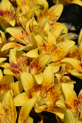 Lily Looks Tiny Nugget Lily (Lilium 'Tiny Nugget') at Lakeshore Garden Centres