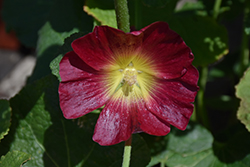 Halo Red Hollyhock (Alcea rosea 'Halo Red') at Lakeshore Garden Centres