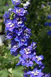 Pacific Giant Blue Bird Larkspur (Delphinium 'Blue Bird') at Lakeshore Garden Centres
