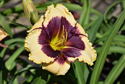 Blackthorne Daylily (Hemerocallis 'Blackthorne') at Lakeshore Garden Centres