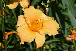 Happy Ever Appster Apricot Sparkles Daylily (Hemerocallis 'Apricot Sparkles') at Golden Acre Home & Garden