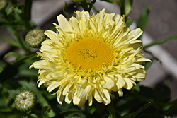 Realflor Real Charmer Shasta Daisy (Leucanthemum x superbum 'Real Charmer') at Lakeshore Garden Centres