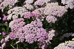 Pretty Belinda Yarrow (Achillea millefolium 'Pretty Belinda') at Lakeshore Garden Centres
