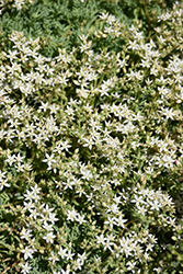 Dwarf Spanish Stonecrop (Sedum hispanicum 'var. minus') at Lakeshore Garden Centres