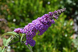 Butterfly Candy Li'l Grape Butterfly Bush (Buddleia davidii 'BotEx 001') at Lakeshore Garden Centres