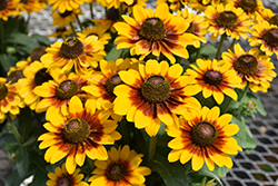 Toto Rustic Coneflower (Rudbeckia hirta 'Toto Rustic') at Lakeshore Garden Centres