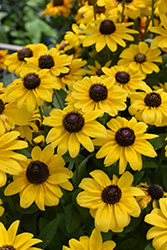 Toto Lemon Coneflower (Rudbeckia hirta 'Toto Lemon') at Lakeshore Garden Centres
