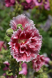 Fiesta Time Hollyhock (Alcea rosea 'Fiesta Time') at Lakeshore Garden Centres