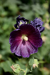 Halo Lavender Hollyhock (Alcea rosea 'Halo Lavender') at Lakeshore Garden Centres
