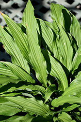 The Razor's Edge Hosta (Hosta 'The Razor's Edge') at Lakeshore Garden Centres