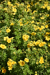 Happy Face Yellow Potentilla (Potentilla fruticosa 'Lundy') at Lakeshore Garden Centres