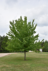 Firefall Maple (Acer x freemanii 'Firefall') at The Mustard Seed