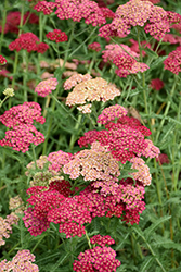 Angelique Yarrow (Achillea millefolium 'Angelique') at Lakeshore Garden Centres