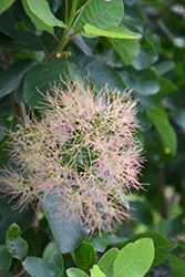Cotton Candy American Smoketree (Cotinus obovatus 'Cotton Candy') at Lakeshore Garden Centres