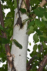 Renaissance Reflection Paper Birch (Betula papyrifera 'Renci') at Lakeshore Garden Centres