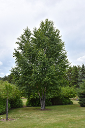 Renaissance Reflection Paper Birch (Betula papyrifera 'Renci') at Lakeshore Garden Centres