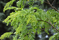 Street Keeper Honeylocust (Gleditsia triacanthos 'Draves') at Lakeshore Garden Centres