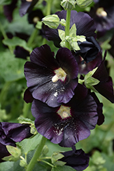 Blacknight Hollyhock (Alcea rosea 'Blacknight') at Peter Knippel Garden Centre