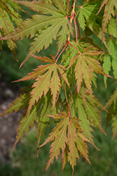 North Wind Japanese Maple (Acer 'IsINW') at A Very Successful Garden Center