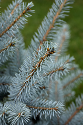 Bonny Blue Blue Spruce (Picea pungens 'Bonny Blue') at Lakeshore Garden Centres