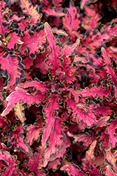 Under The Sea Pink Reef Coleus (Solenostemon scutellarioides 'Pink Reef') at Lakeshore Garden Centres