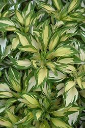 Rock 'n' Roll Alstroemeria (Alstroemeria 'AlsDun01') at Lakeshore Garden Centres