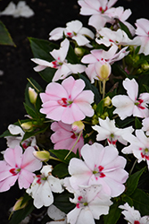 SunPatiens Spreading Pink Kiss New Guinea Impatiens (Impatiens 'SAKIMP043') at Lakeshore Garden Centres