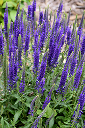 Hocus Pocus Speedwell (Veronica 'Hocus Pocus') at Lakeshore Garden Centres