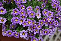 StarShine Violet Calibrachoa (Calibrachoa 'KLECA16371') at Lakeshore Garden Centres