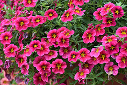 StarShine Cherry Calibrachoa (Calibrachoa 'KLECA16376') at Lakeshore Garden Centres