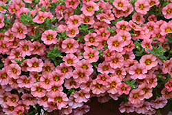 StarShine Apricot Calibrachoa (Calibrachoa 'KLECA16374') at Lakeshore Garden Centres