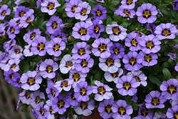 Superbells Evening Star Calibrachoa (Calibrachoa 'BBCAL87705') at Lakeshore Garden Centres
