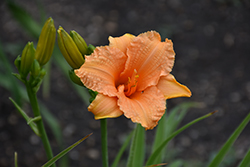 Bertie Ferris Daylily (Hemerocallis 'Bertie Ferris') at Lakeshore Garden Centres