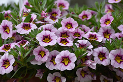 Superbells Morning Star Calibrachoa (Calibrachoa 'BBCAL27801') at Lakeshore Garden Centres